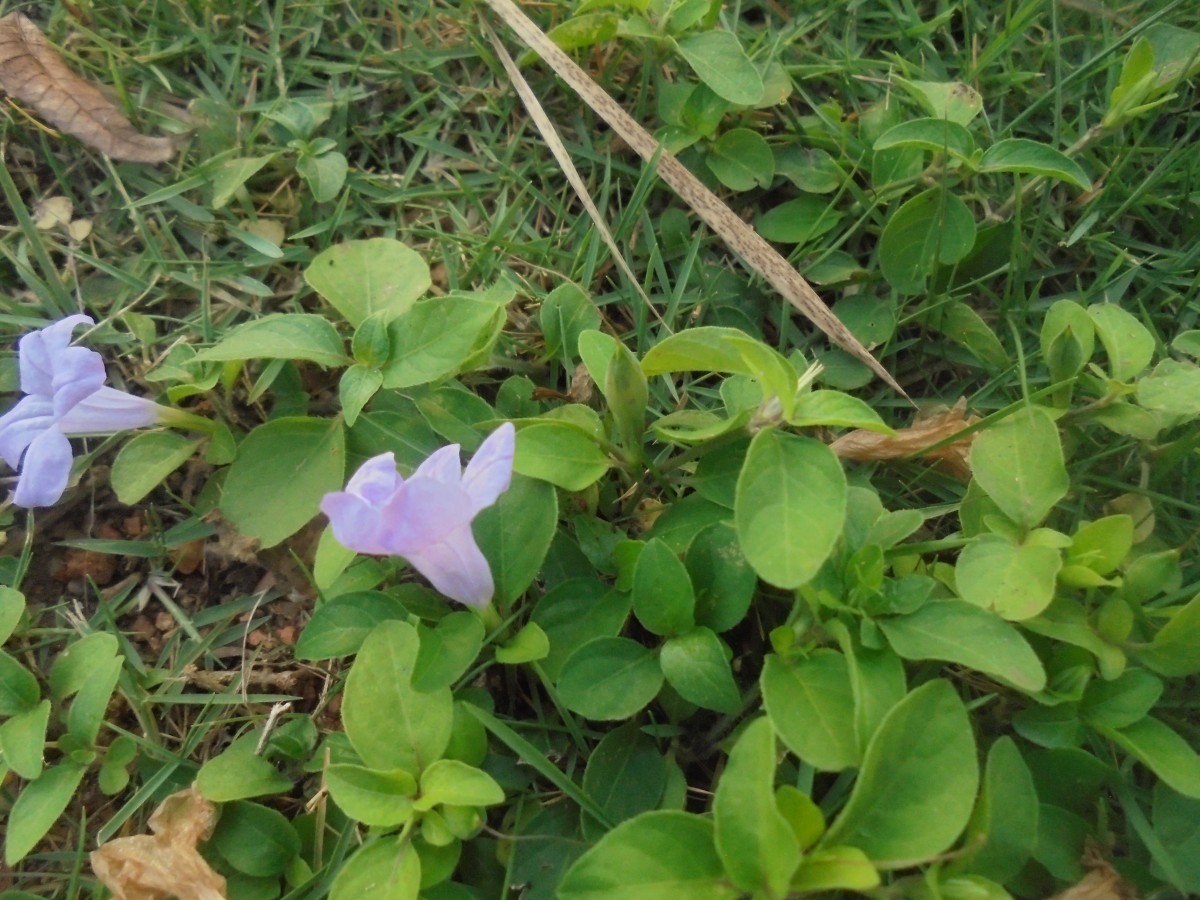 Ruellia prostrata Poir.